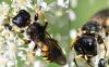 Ectemnius fossorius